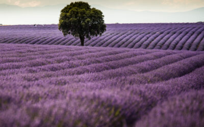 La lavanda estará protegida por la reglamentación europea