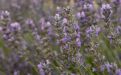 Termina la cosecha  con una producción muy mermada por la sequía