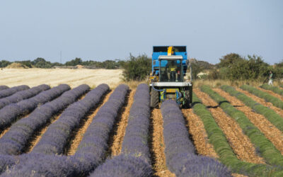 Compromiso con el medio ambiente:  cultivo sostenible y atractivo turístico para La Alcarria