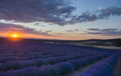 El Rincón de la Lavanda: Cosmética natural hecha en La Alcarria