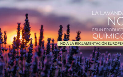 Una nueva reglamentación europea pone en peligro la lavanda, el perfume natural de La Alcarria