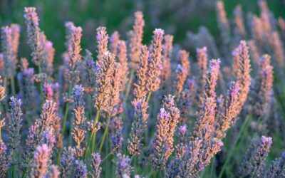 Recetas ultra fáciles con esencia de Lavanda