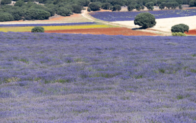 Visitas guiadas a los Campos de Lavanda y Destilería
