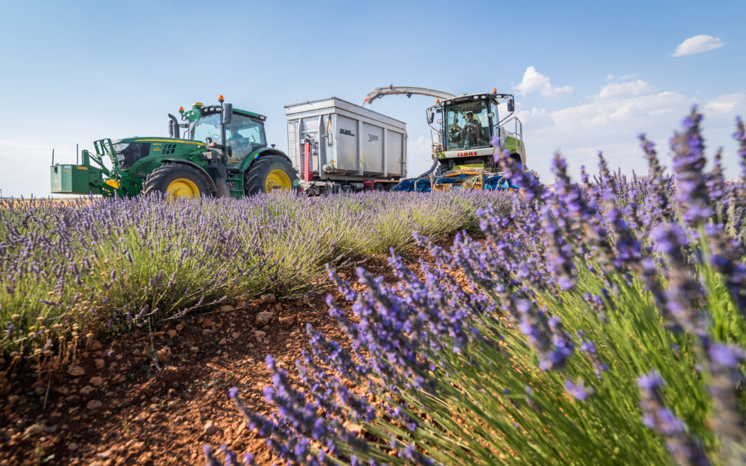 La Asociación Paisajes de Lavanda lamenta la falta de ayudas en un momento crítico para el sector