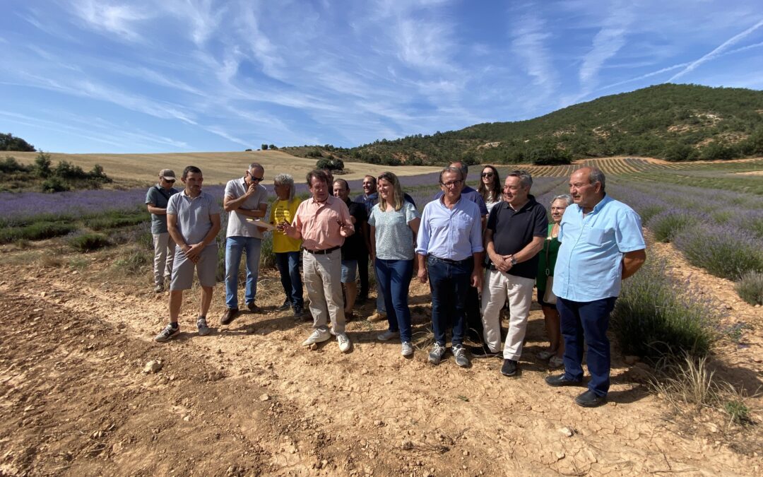 Una plaga de gusanos pone en peligro la cosecha de lavanda en toda España